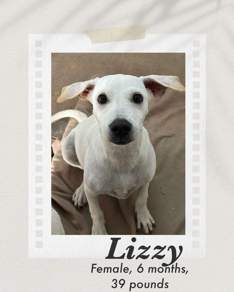 Lizzy, an adoptable Labrador Retriever in Puerto Penasco, SON, 83550 | Photo Image 1
