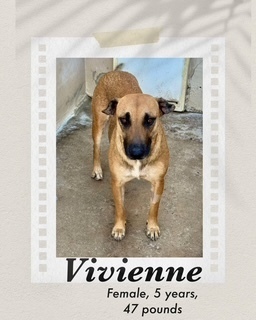 Vivienne, an adoptable Black Mouth Cur, Carolina Dog in Puerto Penasco, SON, 83550 | Photo Image 1