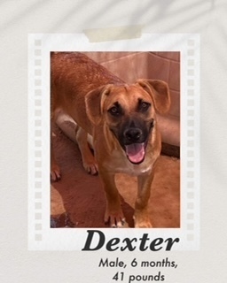 Dexter, Young Male Black Mouth Cur