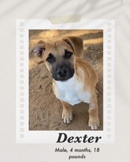 Dexter, an adoptable Black Mouth Cur, Shepherd in Puerto Penasco, SON, 83550 | Photo Image 2