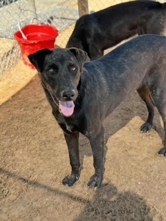 Felipe, an adoptable Labrador Retriever in Puerto Penasco, SON, 83550 | Photo Image 1