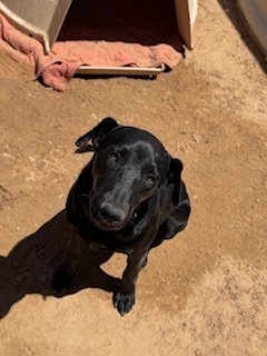 Felipe, an adoptable Labrador Retriever in Puerto Penasco, SON, 83550 | Photo Image 2