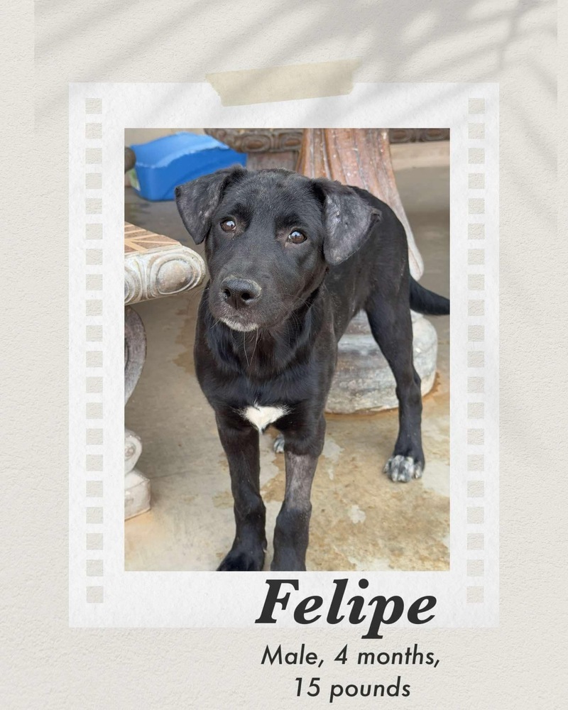 Felipe, an adoptable Labrador Retriever in Puerto Penasco, SON, 83550 | Photo Image 3