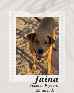Jaina, an adoptable Shepherd in Puerto Penasco, SON, 83550 | Photo Image 1