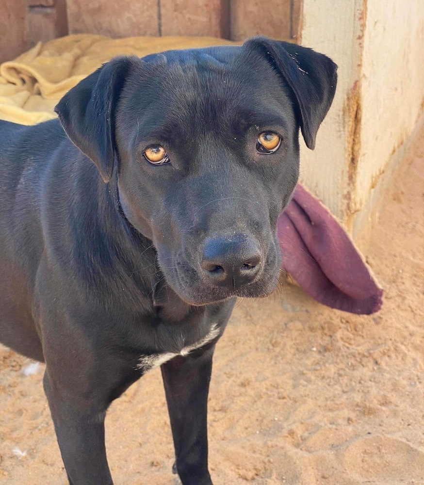 Rachael, an adoptable Labrador Retriever in Puerto Penasco, SON, 83550 | Photo Image 1