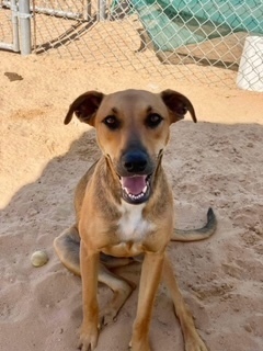 Aura, an adoptable Shepherd in Puerto Penasco, SON, 83550 | Photo Image 1