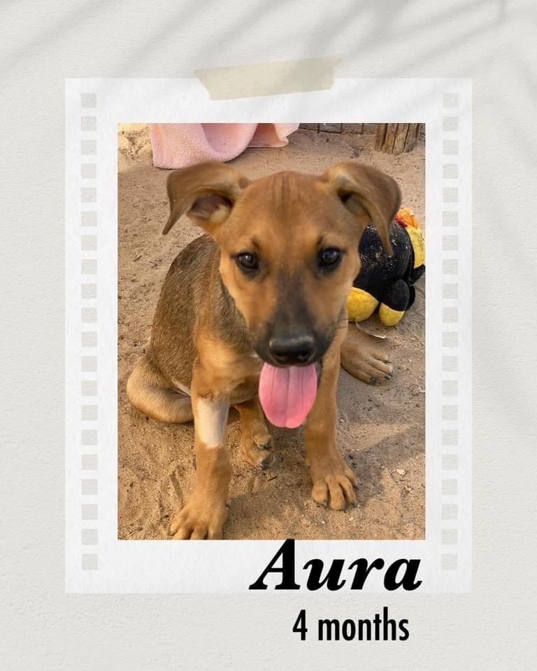 Aura, an adoptable Shepherd in Puerto Penasco, SON, 83550 | Photo Image 2