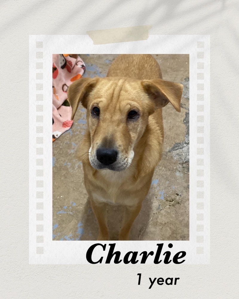 Charlie, an adoptable Shar-Pei in Puerto Penasco, SON, 83550 | Photo Image 1