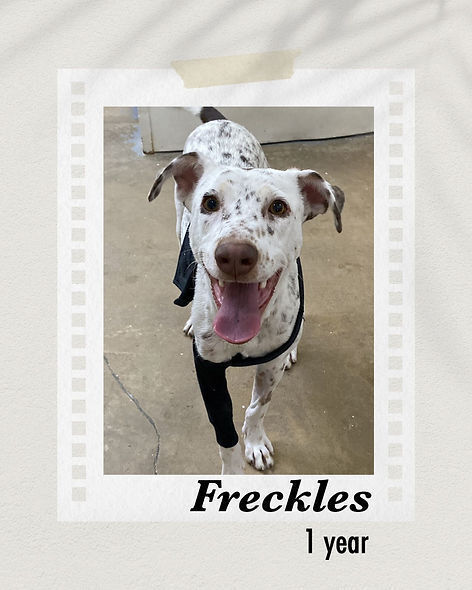 Freckles, an adoptable Cattle Dog in Puerto Penasco, SON, 83550 | Photo Image 1