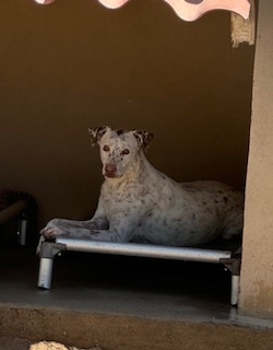 Freckles, an adoptable Cattle Dog in Puerto Penasco, SON, 83550 | Photo Image 2