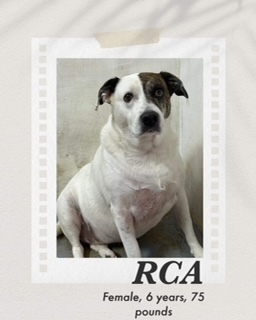 RCA, an adoptable Cattle Dog in Puerto Penasco, SON, 83550 | Photo Image 1