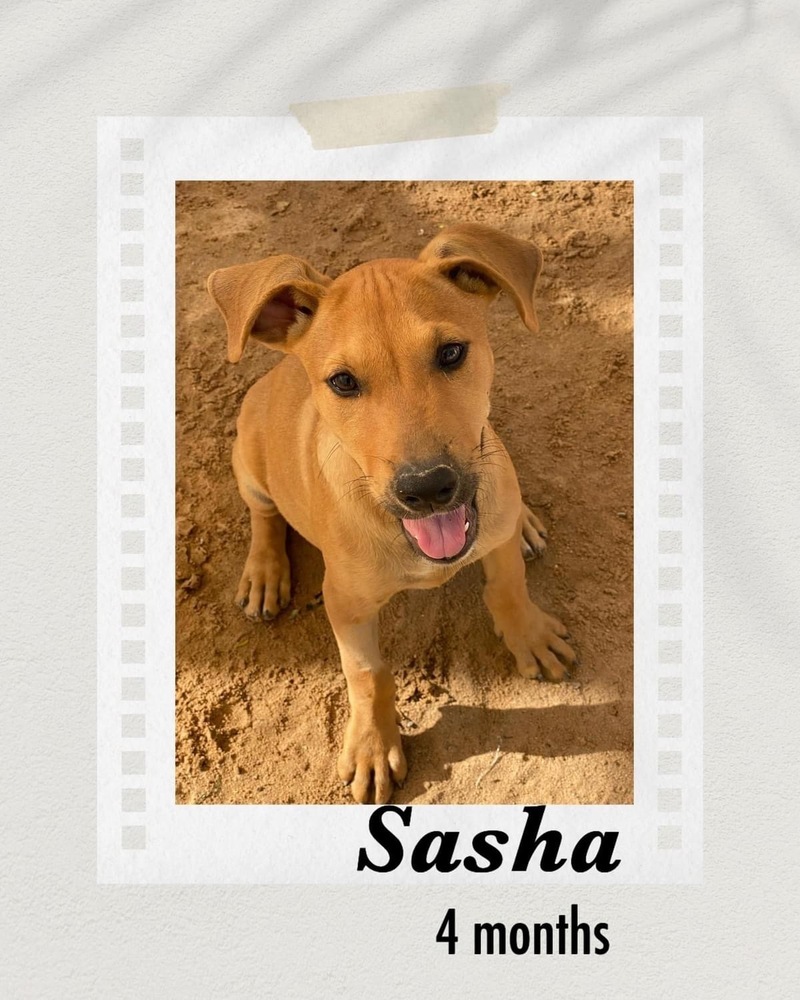 Sasha, an adoptable Shepherd, Labrador Retriever in Puerto Penasco, SON, 83550 | Photo Image 2