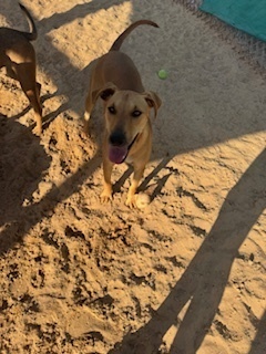 Sasha, an adoptable Shepherd, Labrador Retriever in Puerto Penasco, SON, 83550 | Photo Image 3