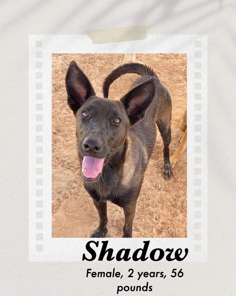 Shadow, an adoptable Dutch Shepherd in Puerto Penasco, SON, 83550 | Photo Image 1
