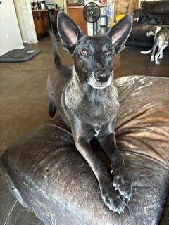 Shadow, an adoptable Dutch Shepherd in Puerto Penasco, SON, 83550 | Photo Image 1