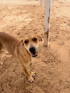 Bella, an adoptable Shepherd in Puerto Penasco, SON, 83550 | Photo Image 2