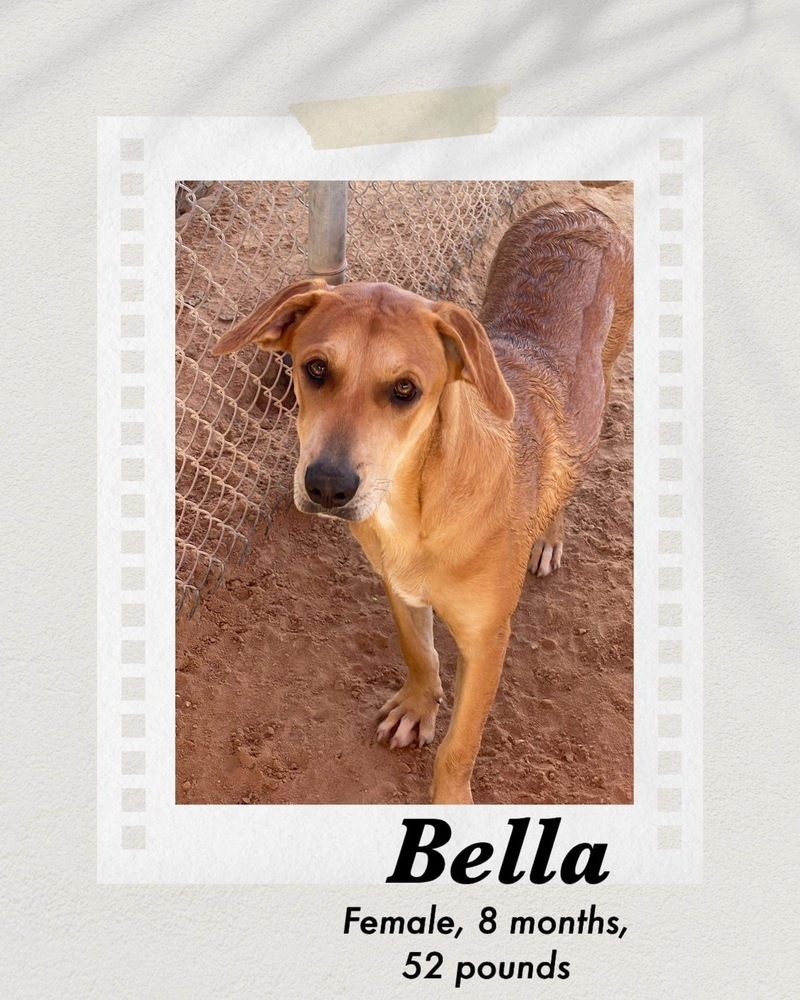 Bella, an adoptable Shepherd in Puerto Penasco, SON, 83550 | Photo Image 2