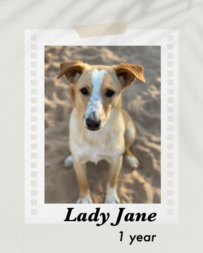 Lady Jane, an adoptable Cattle Dog in Puerto Penasco, SON, 83550 | Photo Image 1
