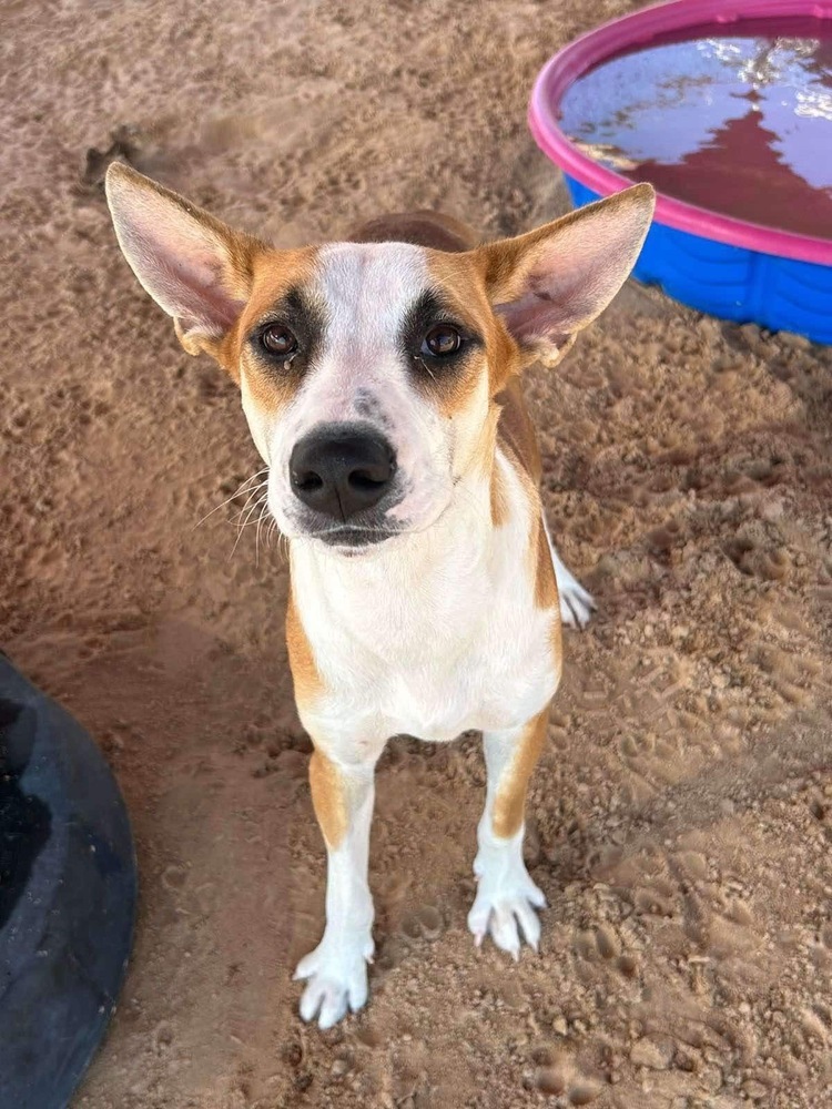 Daizee, an adoptable Basenji in Puerto Penasco, SON, 83550 | Photo Image 1