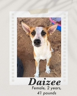 Daizee, an adoptable Basenji in Puerto Penasco, SON, 83550 | Photo Image 2