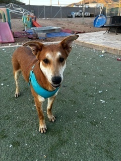 Knox, Baby Male Carolina Dog