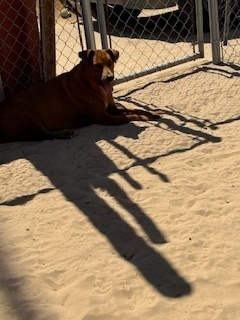Jaina, Adult Female Mountain Cur