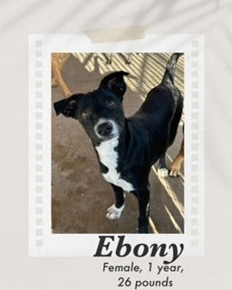 Ebony