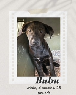 Bubu