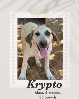 Krypto