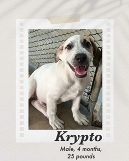 Krypto