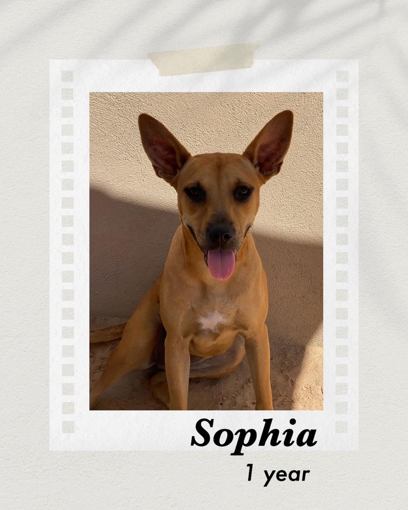Sophia