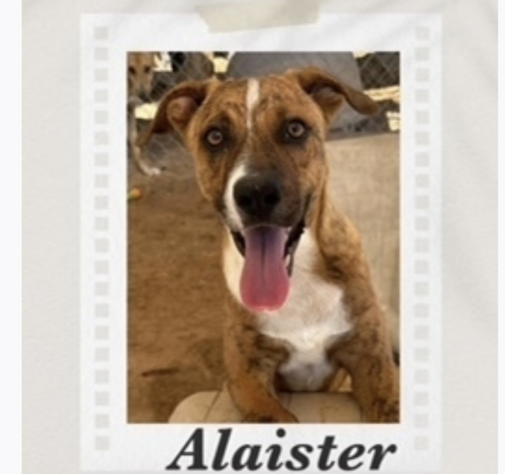 Alaister