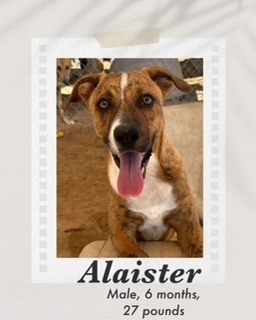 Alaister