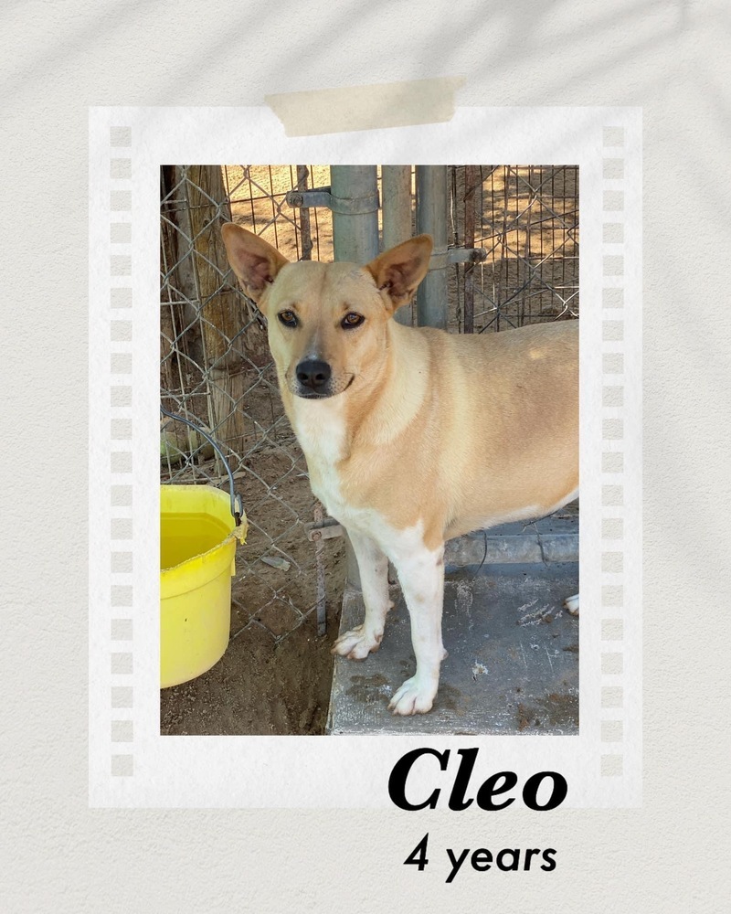 Cleo