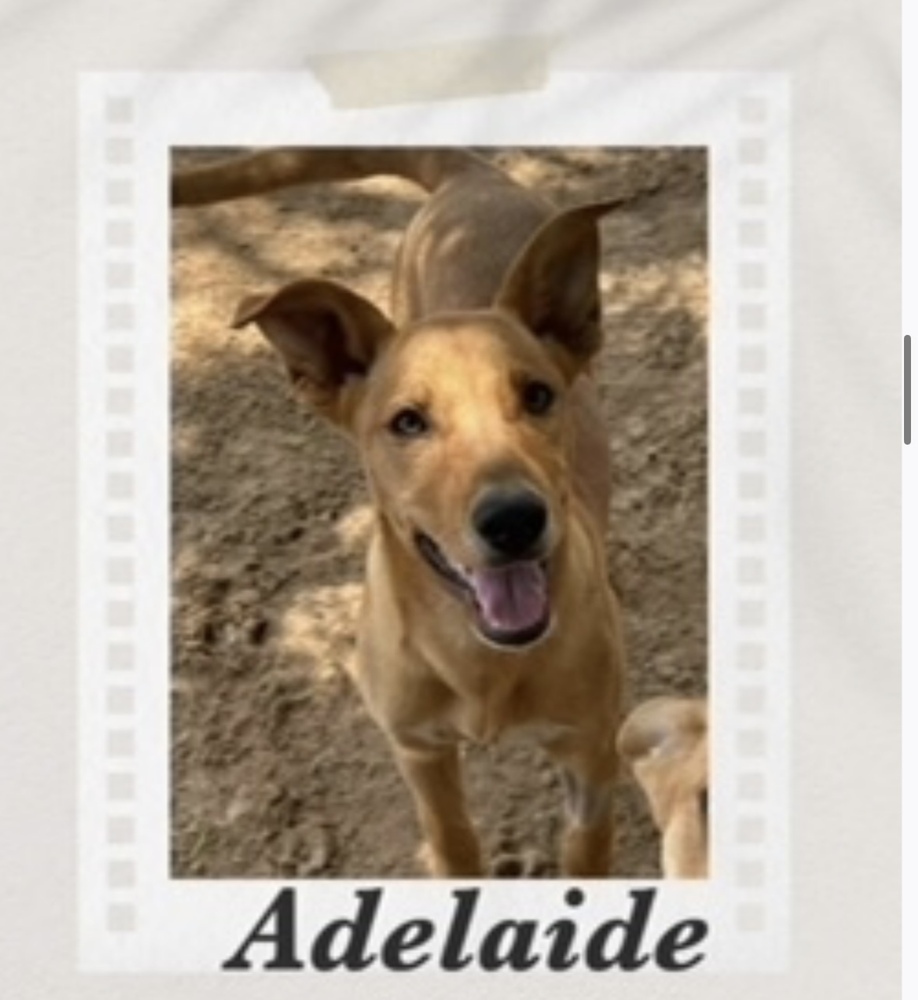 Adelaide, an adoptable Carolina Dog, Basenji in Puerto Penasco, SON, 83550 | Photo Image 1