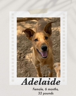 Adelaide, an adoptable Carolina Dog, Basenji in Puerto Penasco, SON, 83550 | Photo Image 2