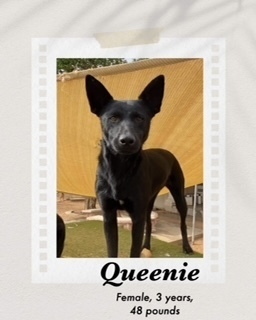 Queenie, Adult Female Dutch Shepherd