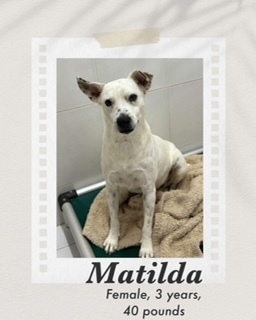 Matilda