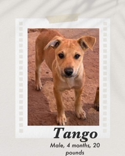 Tango