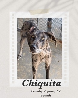 Chiquita, an adoptable Catahoula Leopard Dog, Weimaraner in Puerto Penasco, SON, 83550 | Photo Image 1
