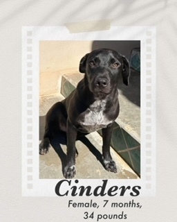Cinder