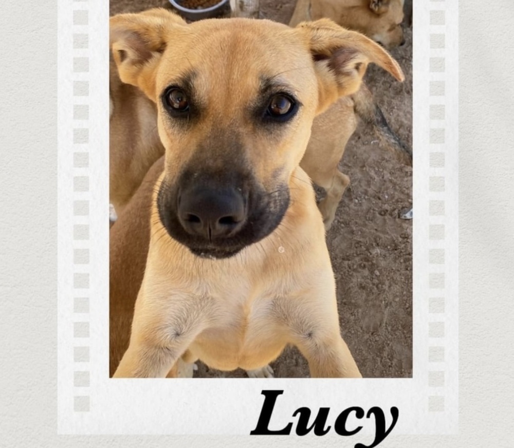 Lucy