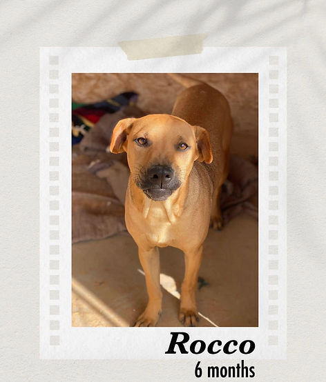 Rocco