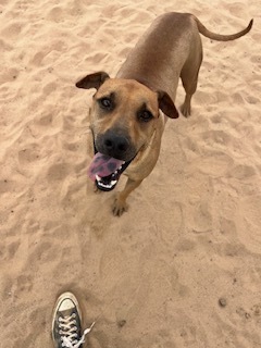 Rocco