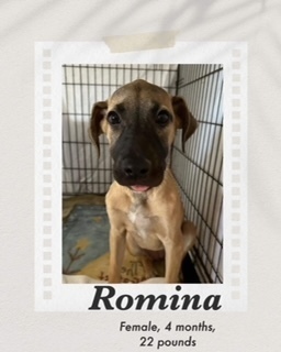 Romina