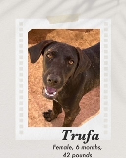 Trufa