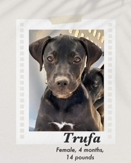 Trufa