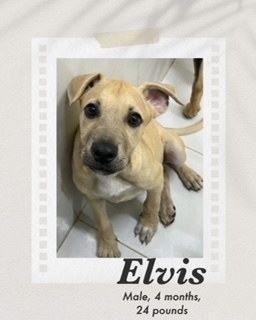 Elvis