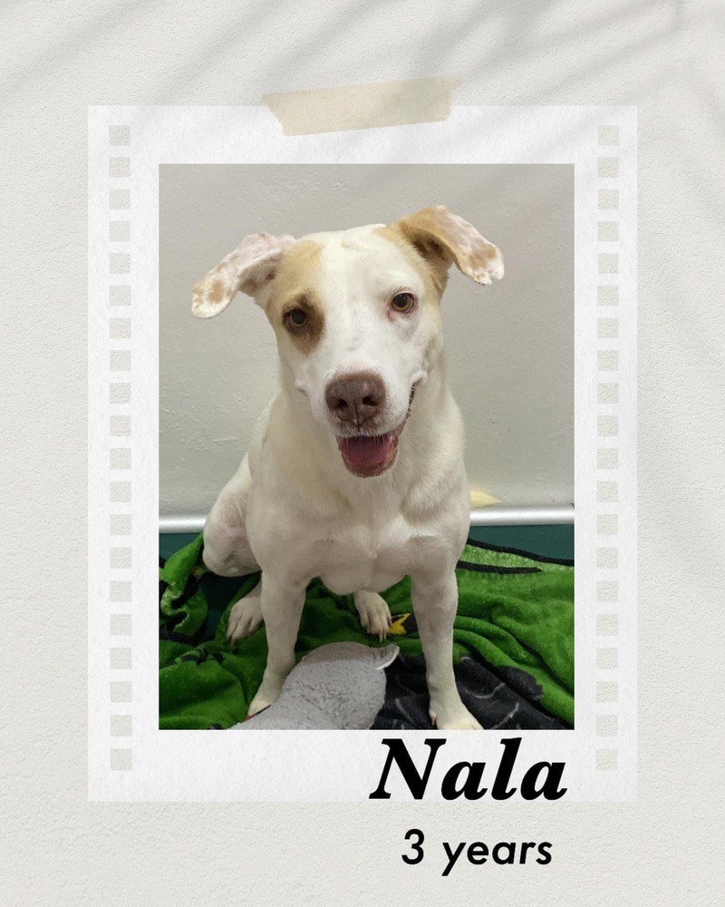 Nala