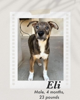 Eli